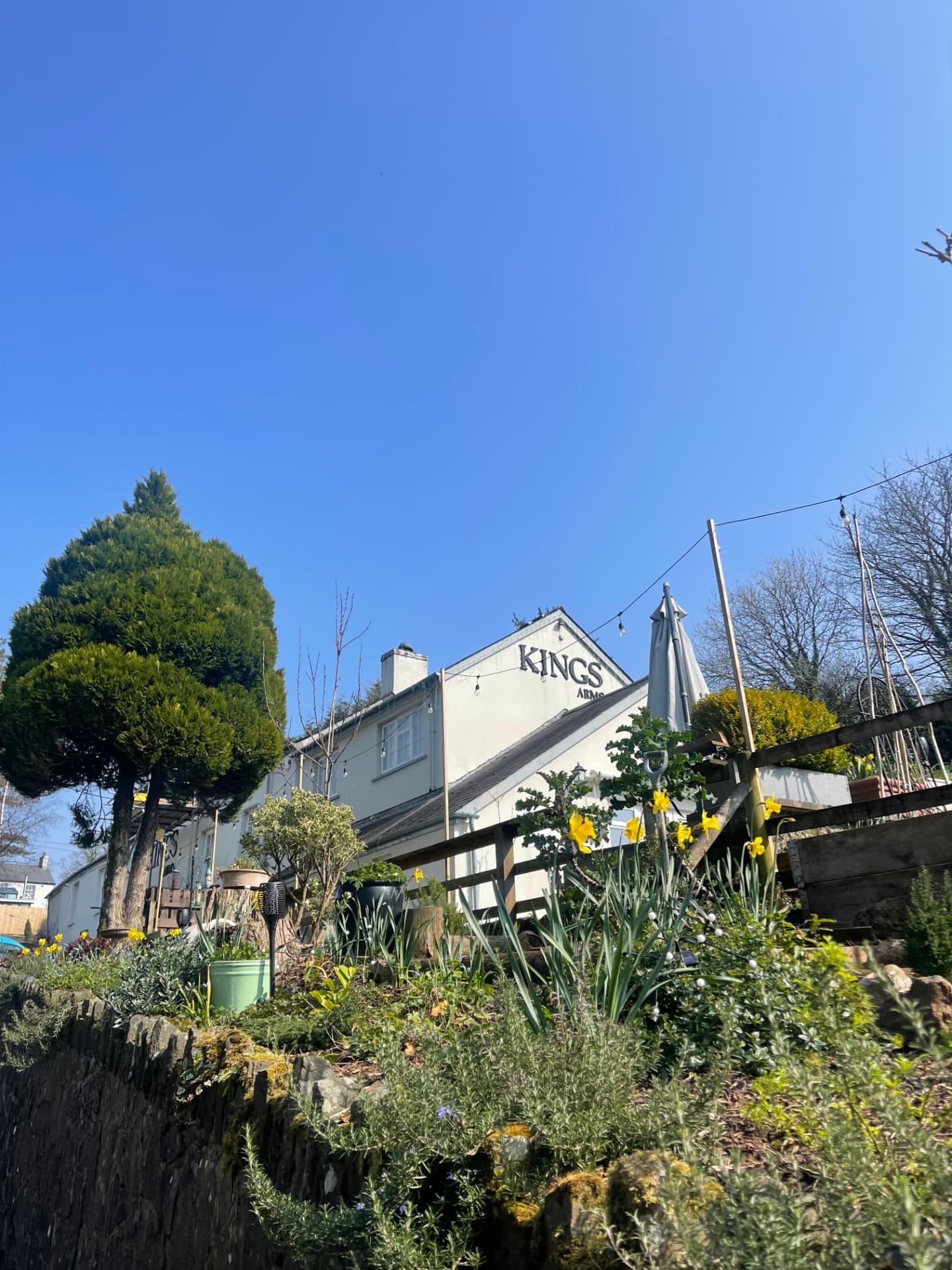 Daffodils on the terraced banks below the pub